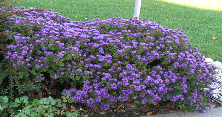 20141003asters.gif