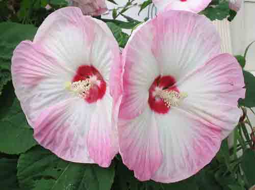 Hibiscus073109.jpg