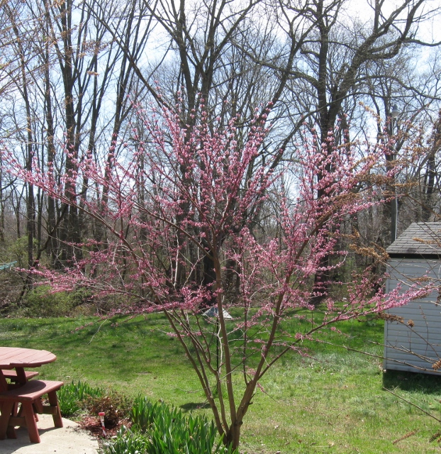IMG_3905%20%28622x640%29.jpg