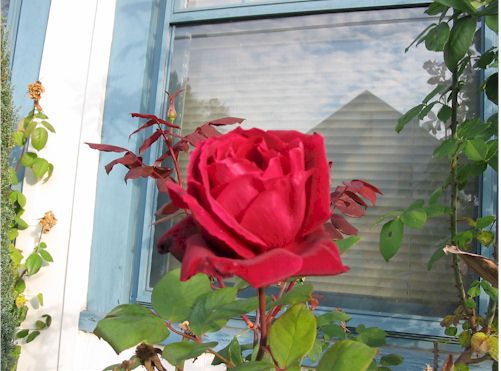 112307-2rose.jpg