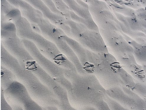 footprints.jpg