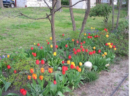 tulipgarden.jpg