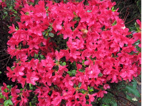 azalea050108red.jpg