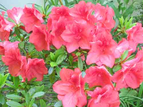 azalea0505.jpg