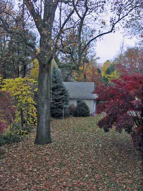 backyardfoliage.jpg