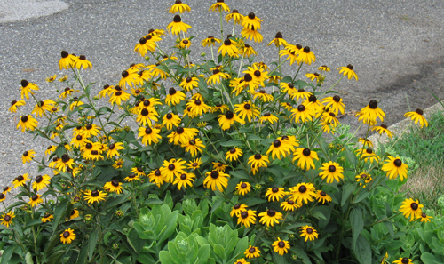 blackeyesusans.jpg