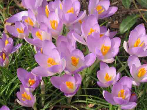 crocuc021706.jpg