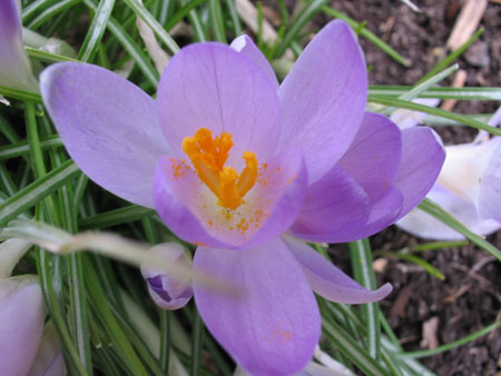 crocus012012.jpg