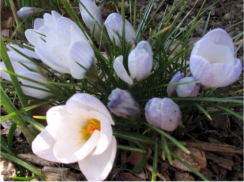 crocus2.jpg