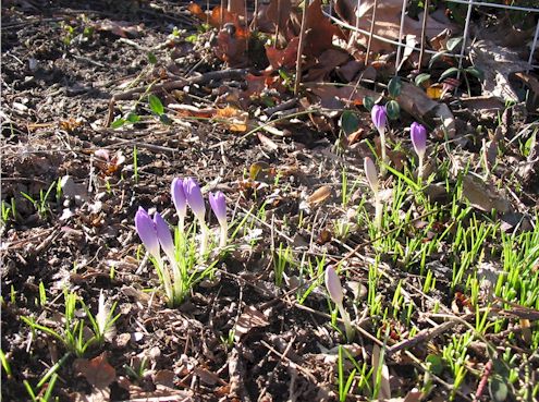 crocuses022008.jpg