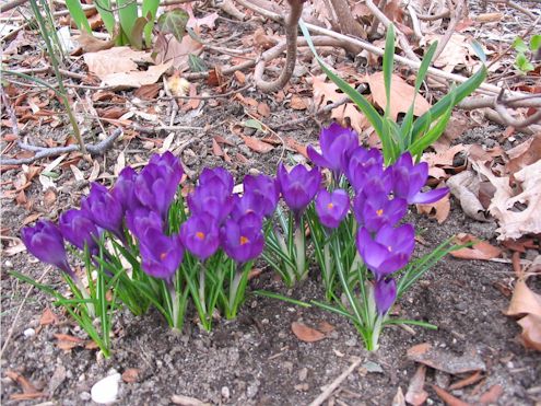 crocuses1.jpg