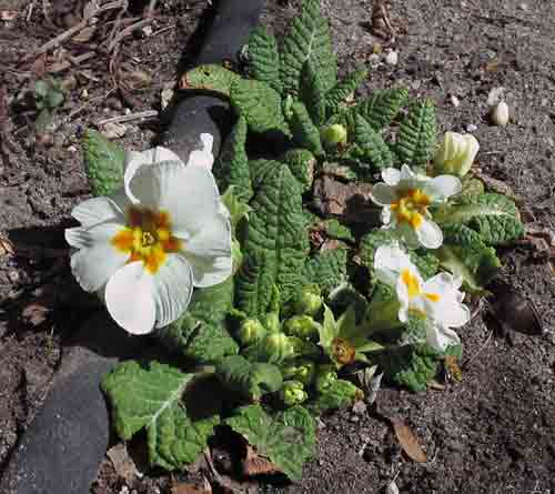 englishprimrose.jpg