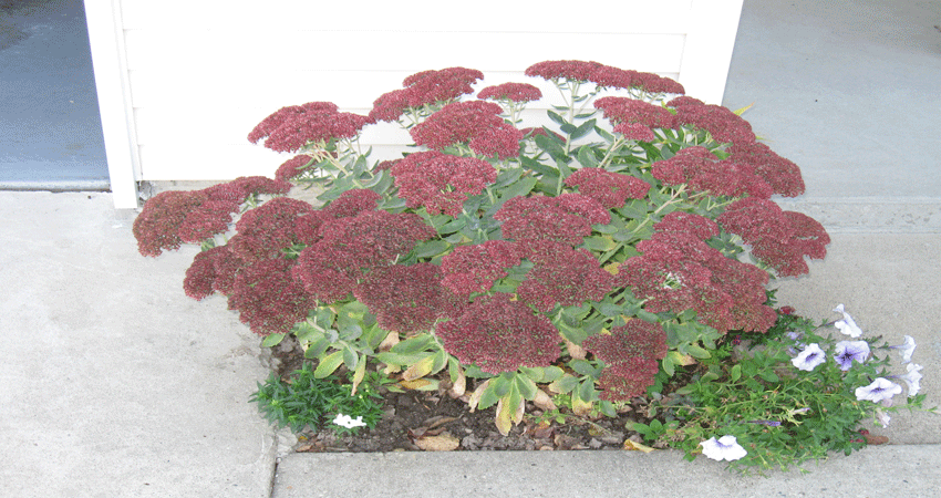 fallsedum.gif