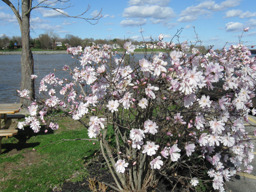 flowering-shrub.jpg