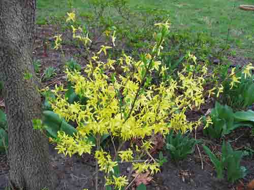 forsythia08.jpg