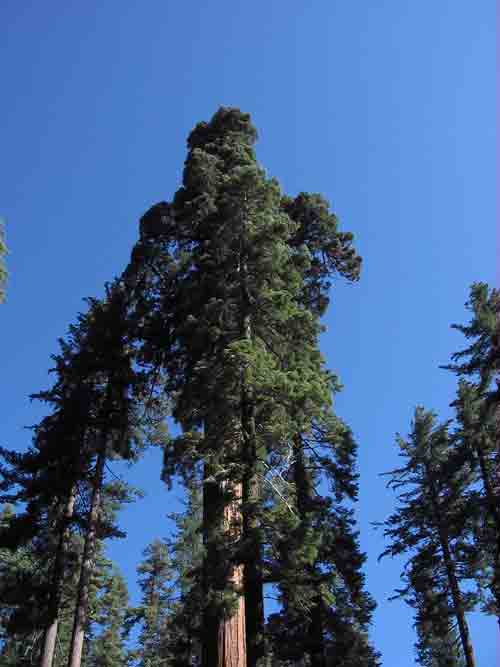 giant-sequoia1.jpg