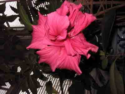 hibiscus32009.jpg