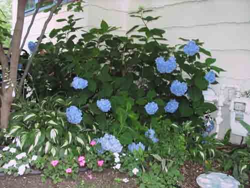 hydrangea071808.jpg