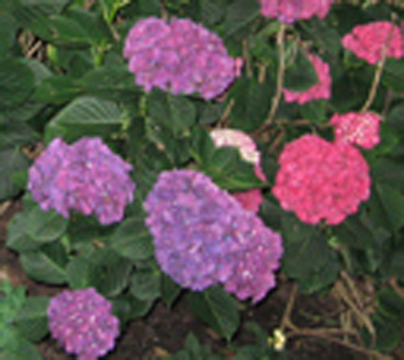 hydrangea071813.jpg