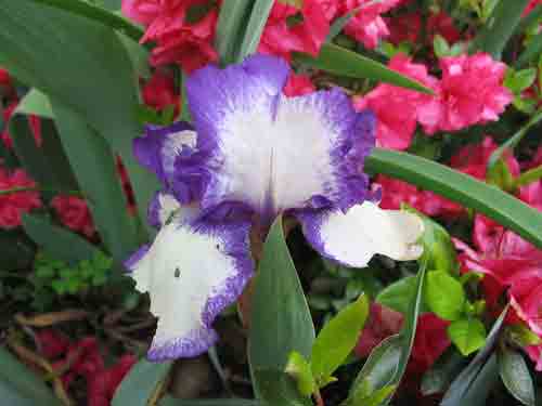 iris1051409.jpg