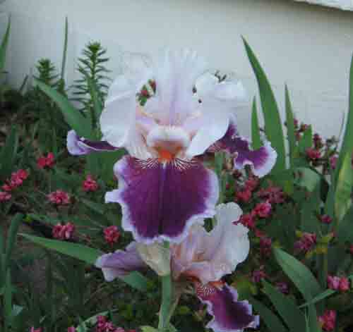 iris1052209.jpg