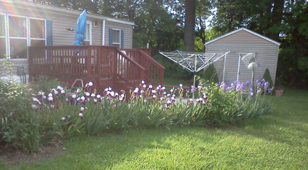 irises-002.jpg