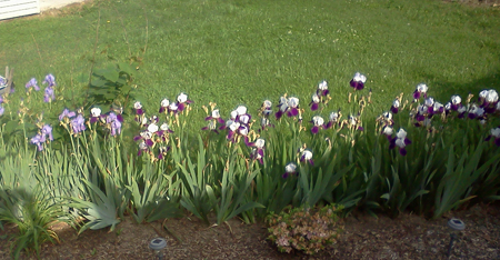 irises-003.jpg