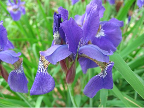 japaneseiris.jpg