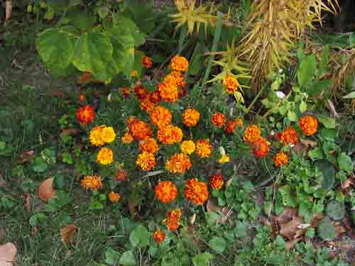 marigold103108.jpg