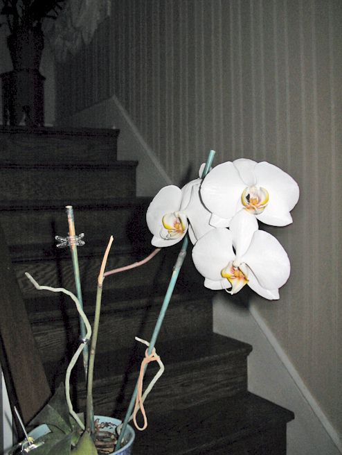 orchid.jpg