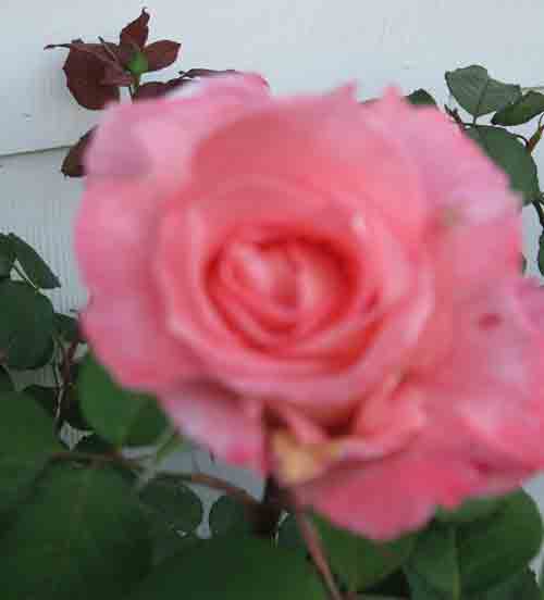 peachrose052209.jpg