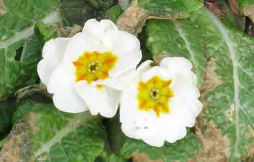 primrose012210.jpg