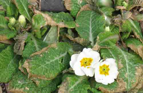 primrose012210a.jpg