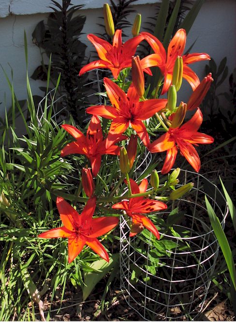 redlilies061508.jpg