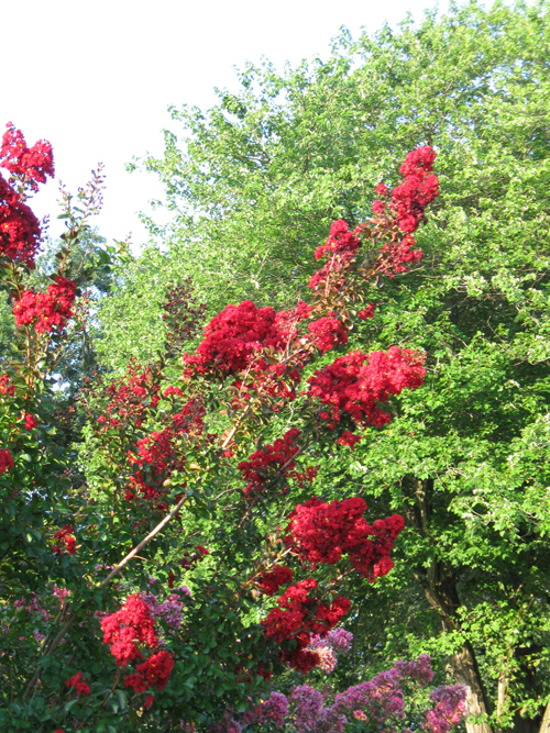 redmyrtle.jpg