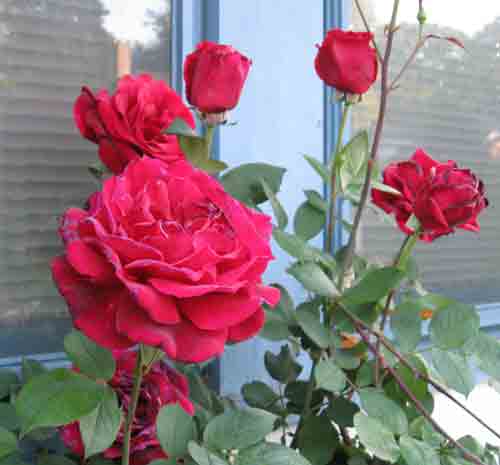 redrose052209.jpg