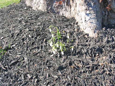 snowdrops1.jpg