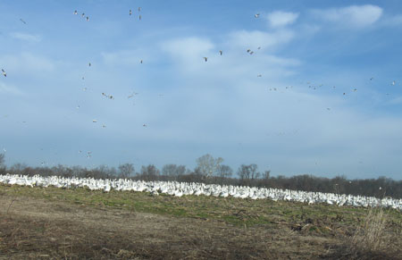 snowgeese.jpg