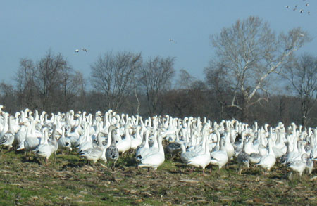 snowgeese2.jpg