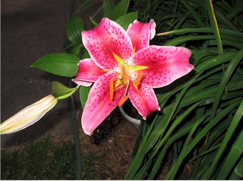 stargazerlily.jpg