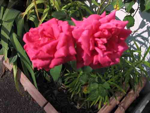 sylviasroses080808.jpg