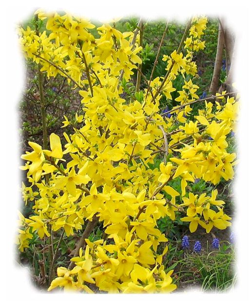 tedsforsythia.jpg