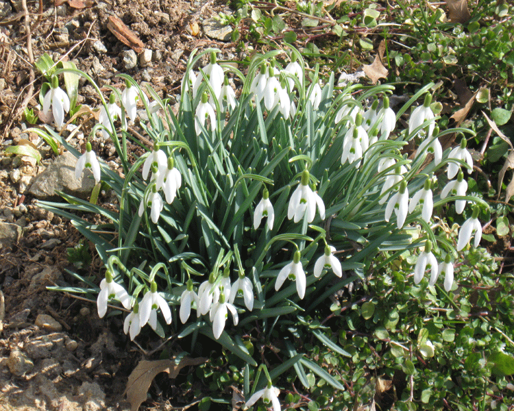 websnowdrops.gif