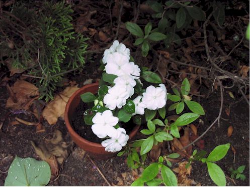 whiteimpatiens.jpg