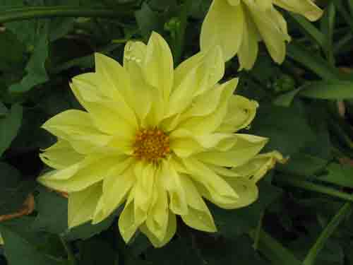 yellowdalia052805.jpg