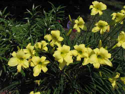 yellowlili072508.jpg