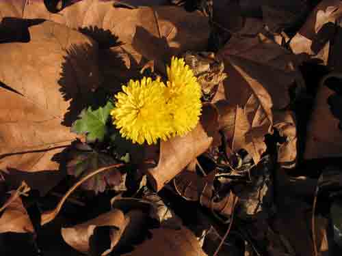 yellowmum120408.jpg